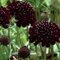 Fleur en coussinet - Chevalier noir