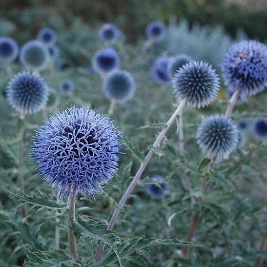 Globe Thistle Blue Glow