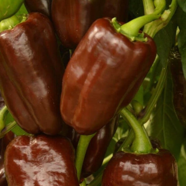 Pepper (Sweet) - Sweet Chocolate