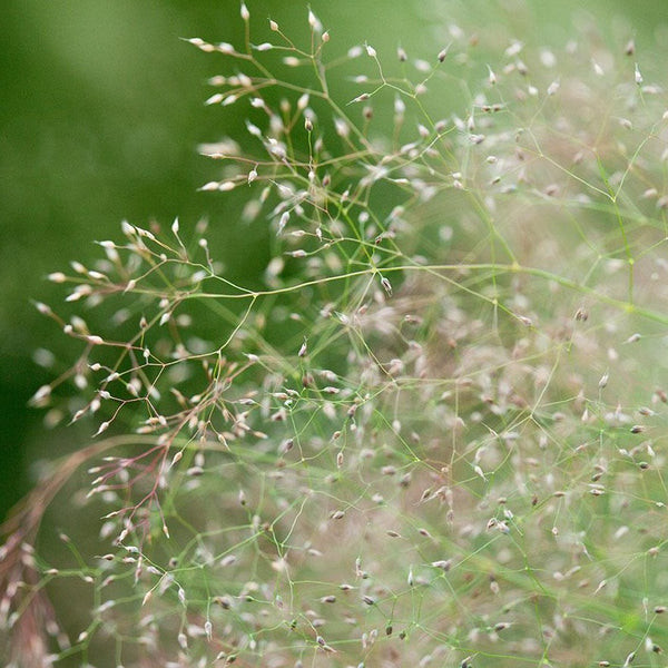 Herbe décorative - Herbe des nuages
