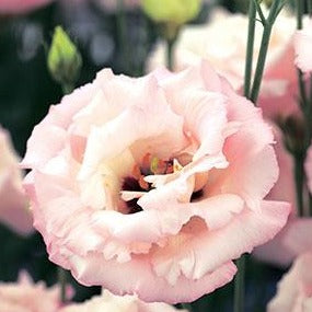 Lisianthus - Corelli Rose Clair (Groupe 2)