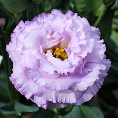 Lisianthus - Lavande Corelli