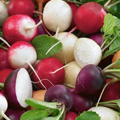 Radish - Crayon Colour Mix