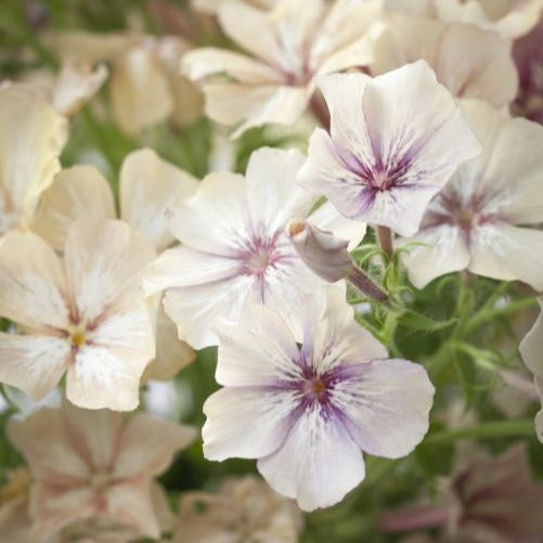 Phlox - Creme Brulee