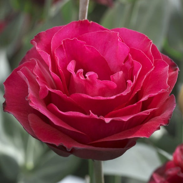 Lisianthus Croma Red (Group 3) Stems Flower Farm