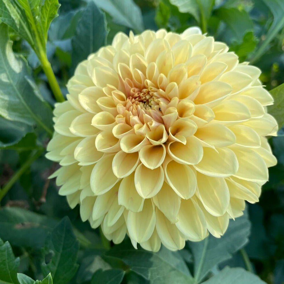 Dahlia Tuber Darcy Stems Flower Farm