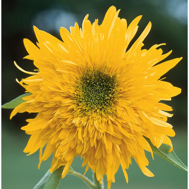 Sunflower - Double Quick Orange