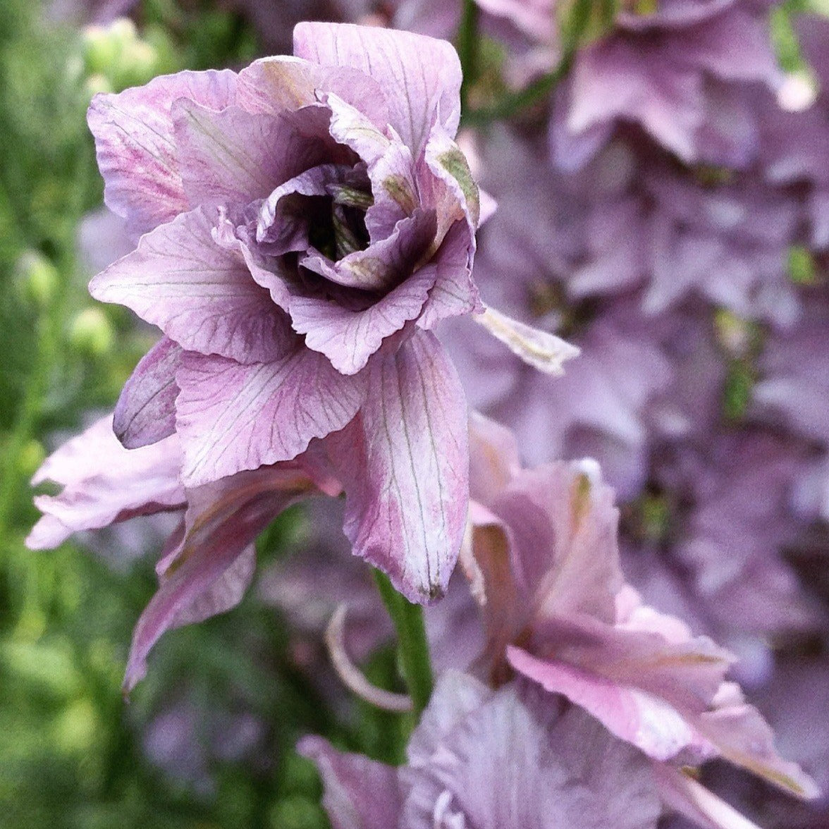Larkspur