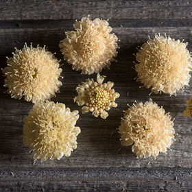 Pincushion Flower - Fata Morgana