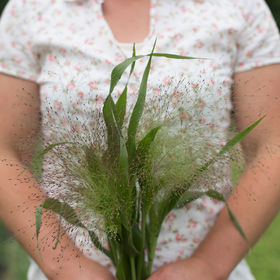 Herbe décorative - Explosion givrée