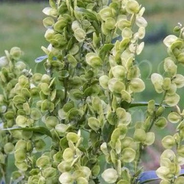Orach - Vert