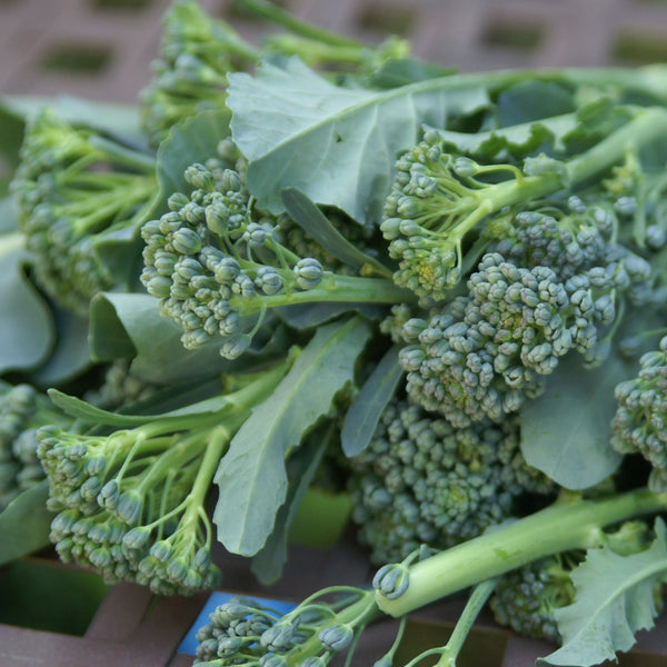 Brocoli - Germination verte