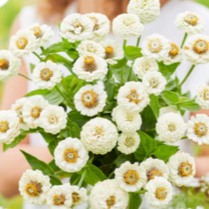 Zinnia - Lilliput White
