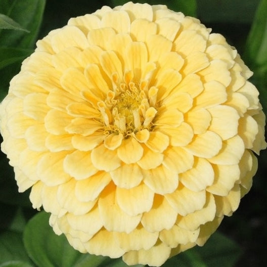 Zinnia - Isabelle