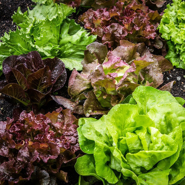 Lettuce - Butterhead Mix