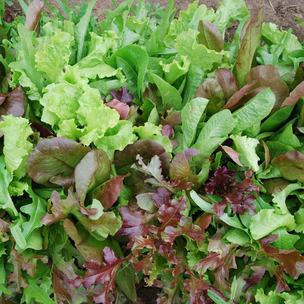 Lettuce - Mesclun Mix