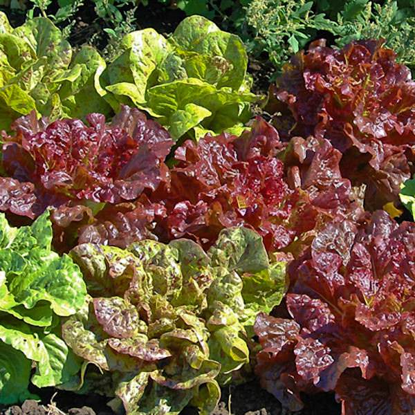 Lettuce - Romaine Mix
