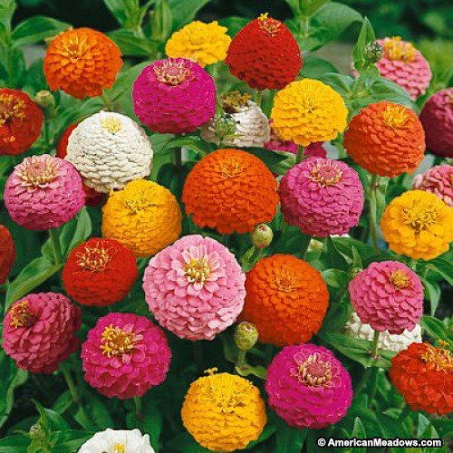 Zinnia - Lilliput Mix