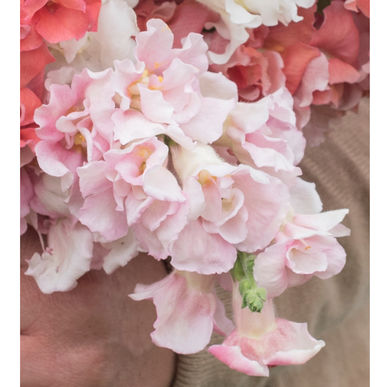 Snapdragon - Madame Butterfly Pink Snapdragon - Madame Butterfly Pink