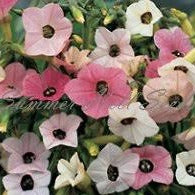 marshmallow tobacco Flowering Tobacco