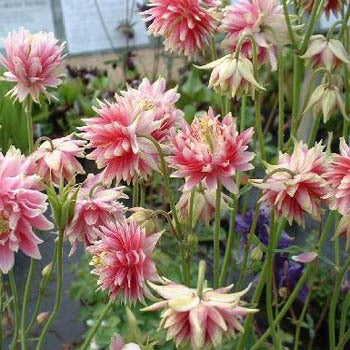Columbine - Barlow Nora