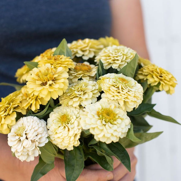 Zinnia - Oklahoma Ivory