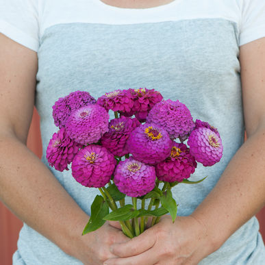 Zinnia - Oklahoma Carmine Rose