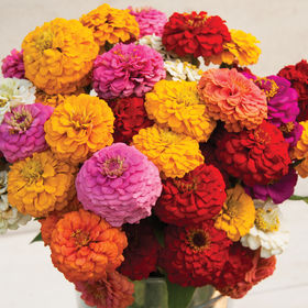 Zinnia - Oklahoma Mix