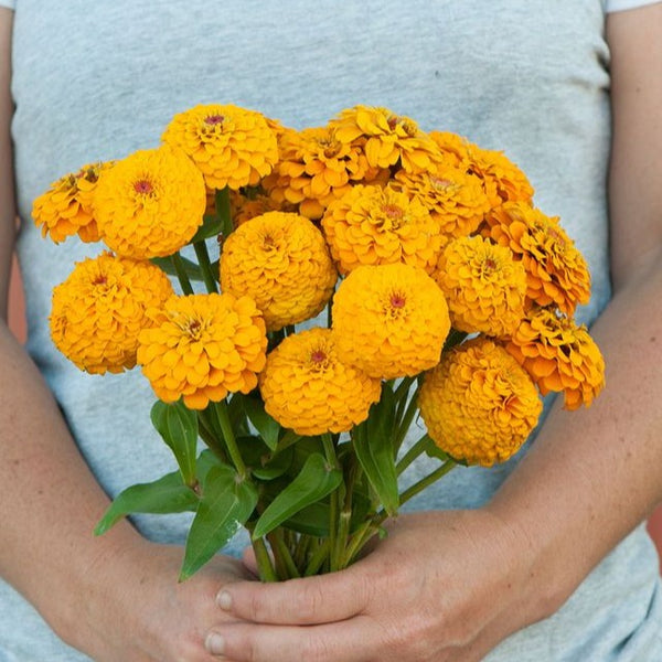 Zinnia - Oklahoma Golden Yellow