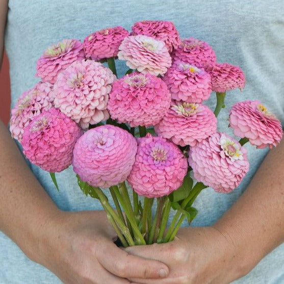 Zinnia - Oklahoma Pink