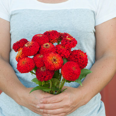 Zinnia - Écarlate de l'Oklahoma