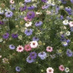 love in a mist persian jewels flower seeds Love in a Mist