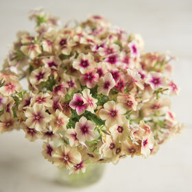 Phlox - Cerise Caramel