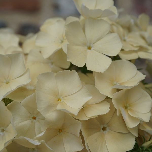 Phlox - Isabelle