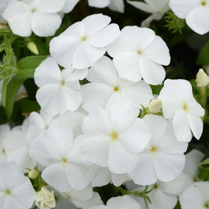 Phlox Silk White Stems Flower Farm