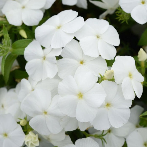 Phlox - Blanc de Soie