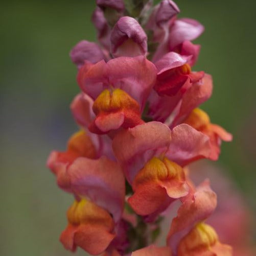 Muflier - Potomac Orange Foncé