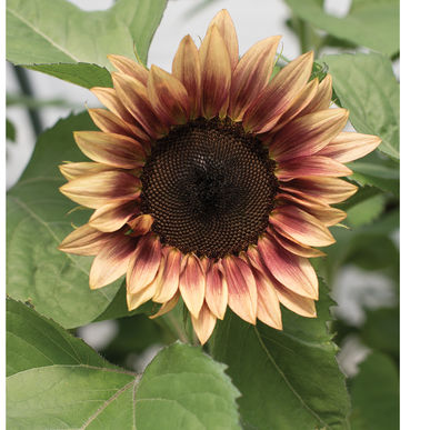 Sunflower - ProCut Plum