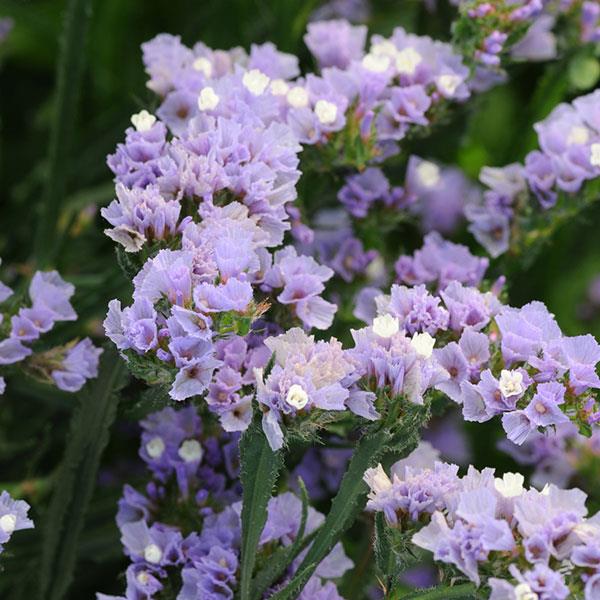 lavender statice flower Statice