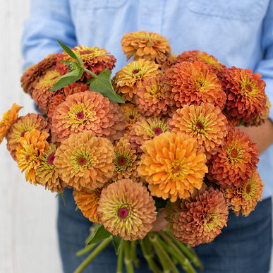 Zinnia - Queeny Lime Orange