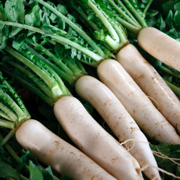 Radish - Japanese Minowase