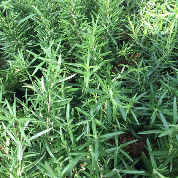 Rosemary