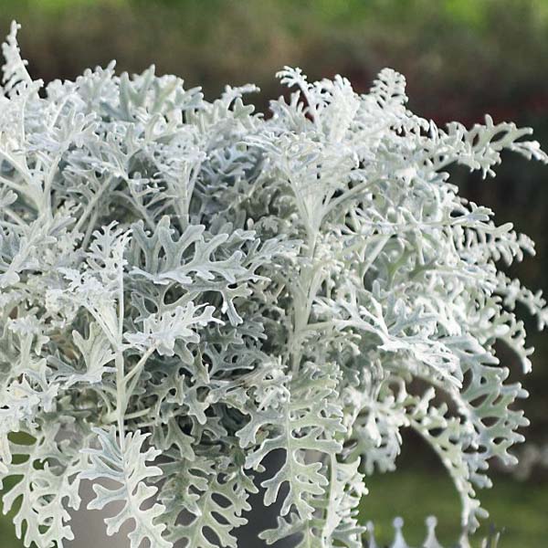 Dusty Miller - Poussière d'argent
