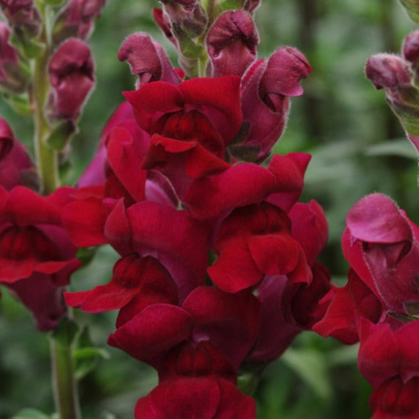 Snapdragon Potomac Crimson Stems Flower Farm