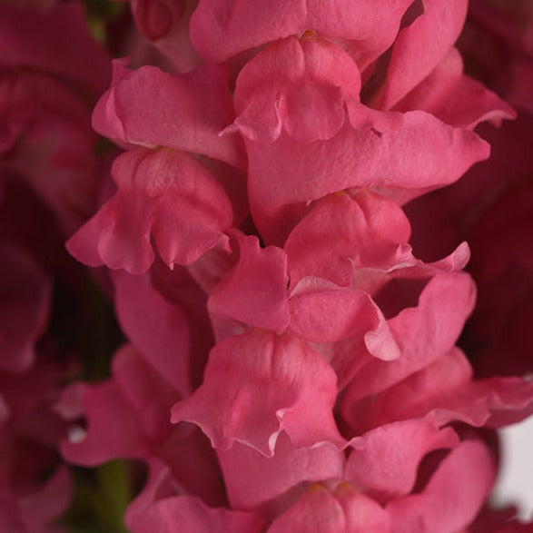 Muflier - Potomac Rose Foncé