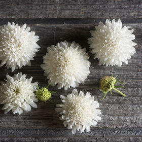 Fleur en coussin - Snowmaiden