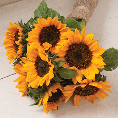 Sunflower - Sonja