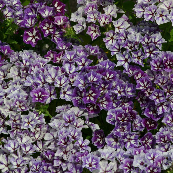 Phlox - Etoiles Sucrées