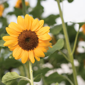コウテイ 生写真 Sunflower - Vincent Choice