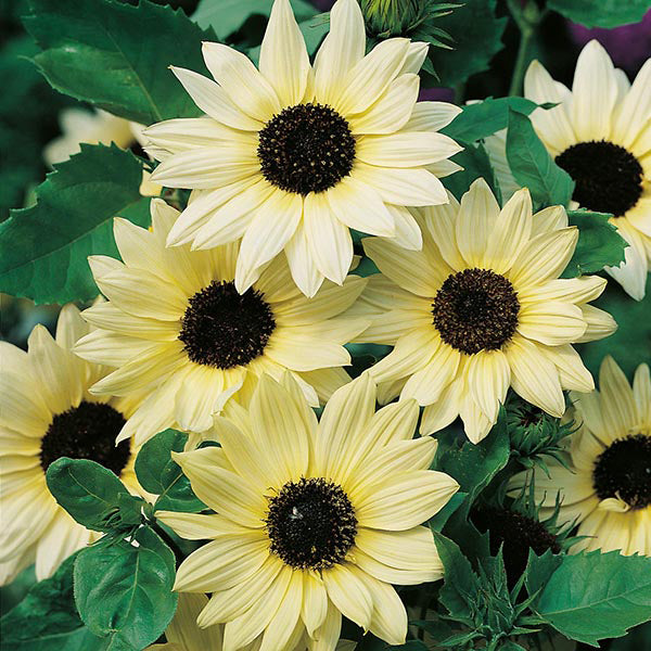 Sunflower - Vanilla Ice